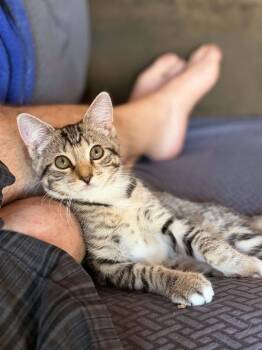 Monica -  Domestic Short Hair and Bengal Cat for Adoption in Yorba Linda, California - Monica | PetCurious