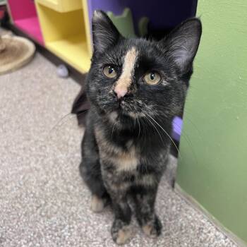 Tootsie -  Domestic Short Hair Cat for Adoption in Arlington Heights, Illinois - Tootsie | PetCurious