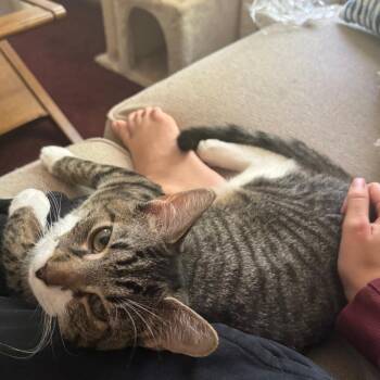 Kelly -  Domestic Short Hair Cat for Adoption in Falls Church, Virginia - Kelly | PetCurious