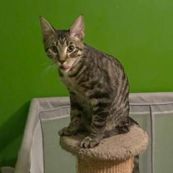 Jesse James -  Domestic Short Hair Cat for Adoption in Medina, Ohio - Jesse James | PetCurious