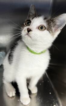 Rescue Domestic Short Hair Cats for Adoption in Simcoe, Ontario - RedElm | PetCurious