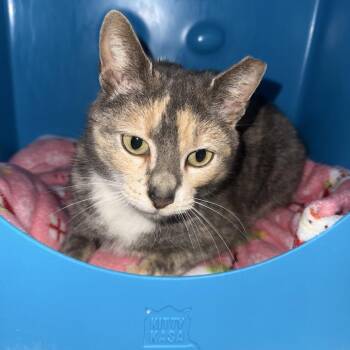 Domestic Short Hair Cats Available for Adoption - Beauty | PetCurious