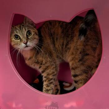 Domestic Short Hair Cats Available for Adoption in Titusville, Florida - Becky | PetCurious