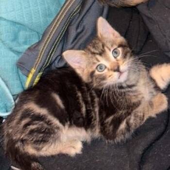 Tater Tot -  Domestic Short Hair Cat for Adoption in La Grange, Kentucky - Tater Tot | PetCurious