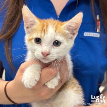 Bumblebee -  Domestic Short Hair Cat for Adoption in Washington, District Of Columbia - Bumblebee | PetCurious