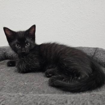 Luigi -  Domestic Short Hair Cat for Adoption in Belleville, Illinois - Luigi | PetCurious