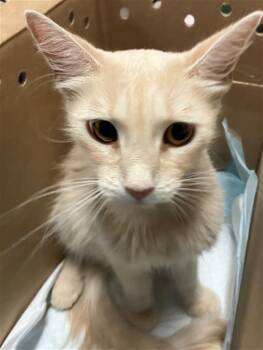 MRS. APRICOT -  Domestic Short Hair Cat for Adoption in Long Beach, California - MRS. APRICOT | PetCurious