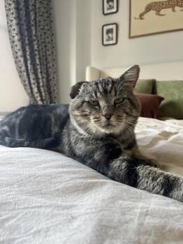 Binksey -  Tabby Cat for Adoption in Medford, Massachusetts - Binksey | PetCurious