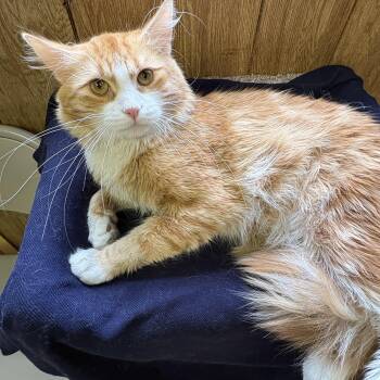 Roadie -  Domestic Short Hair Cat for Adoption in Linden, New Jersey - Roadie | PetCurious