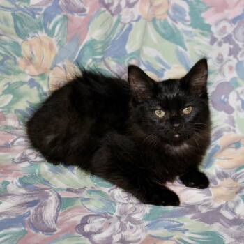 Mavis -  Domestic Short Hair Cat for Adoption in Midland, Texas - Mavis | PetCurious