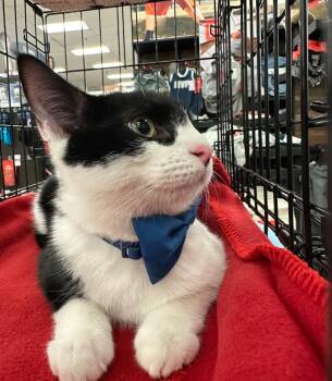 Rescue American Shorthair Cats for Adoption in Austin, Texas - Albert | PetCurious