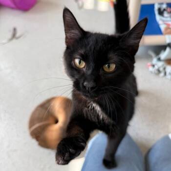 Kittles -  Domestic Medium Hair Cat for Adoption in Chicago, Illinois - Kittles | PetCurious
