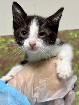 Domestic Short Hair Cats Available for Adoption in San Antonio, Texas - Helga | PetCurious