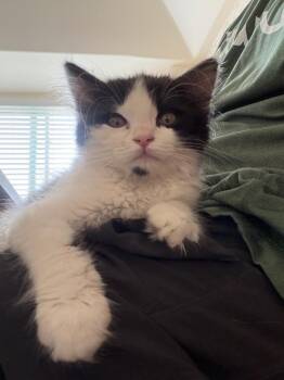Zurek -  Domestic Medium Hair Cat for Adoption in Fort Lupton, Colorado - Zurek | PetCurious