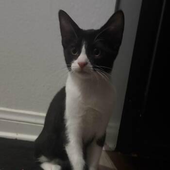 Blaze Fischer -  Domestic Short Hair Cat for Adoption in Las Vegas, Nevada - Blaze Fischer | PetCurious