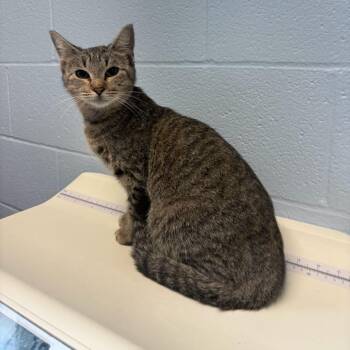 The Green Room -  Domestic Short Hair Cat for Adoption in Carencro, Louisiana - The Green Room | PetCurious
