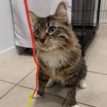 Domestic Long Hair Cats Available for Adoption in North Branford, Connecticut - 26-125 Ozzy | PetCurious