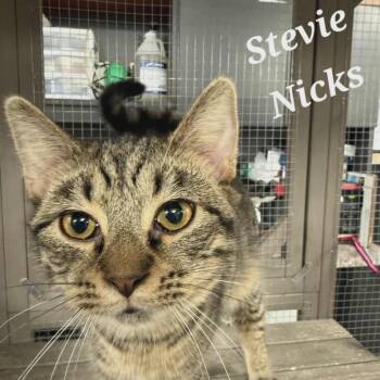 Rescue Domestic Medium Hair Cats for Adoption in Richmond, Indiana - Stevie Nicks | PetCurious
