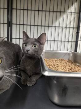 Domestic Short Hair Cats Available for Adoption in Rock Springs, Wyoming - Ellie | PetCurious