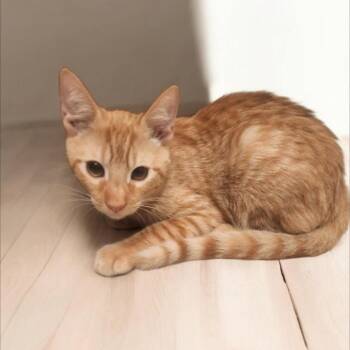 Carmellow -  American Shorthair Cat for Adoption in Jupiter, Florida - Carmellow | PetCurious