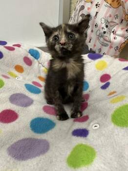 Windy -  Tortoiseshell Cat for Adoption in Parlier, California - Windy | PetCurious