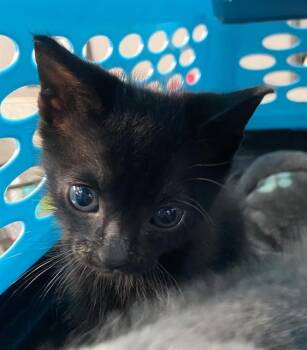 Rescue Domestic Short Hair Cats for Adoption in Dallas, Texas - BREYERS | PetCurious