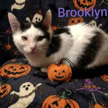 Brooklyn -  Domestic Short Hair Cat for Adoption in Wyandotte, Michigan - Brooklyn | PetCurious
