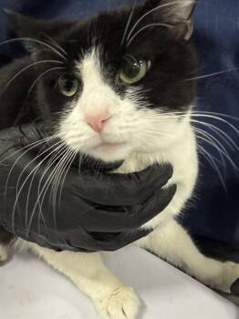 Domestic Short Hair Cats Available for Adoption - BINDI | PetCurious