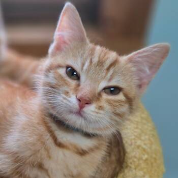 Chili -  Domestic Short Hair Cat for Adoption in La Grange, Kentucky - Chili | PetCurious