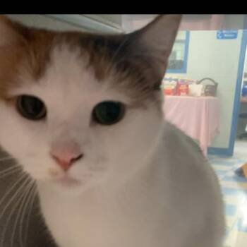 Clover -  Domestic Short Hair Cat for Adoption in Berryville, Virginia - Clover | PetCurious