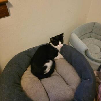 Rescue Domestic Short Hair Cats for Adoption in Chicago, Illinois - Brownie | PetCurious