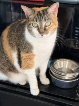 Domestic Short Hair Cats Available for Adoption in Warren, Ohio - Gia | PetCurious