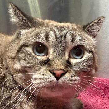 Sashimi -  Siamese and Domestic Short Hair Cat for Adoption in Providence, Rhode Island - Sashimi | PetCurious