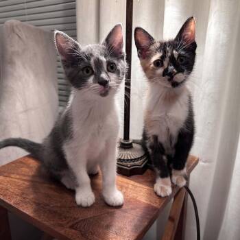 M&M (Holland Cat Cove) -  Domestic Short Hair Cat for Adoption in West Olive, Michigan - M&M (Holland Cat Cove) | PetCurious