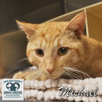 Michael -  Domestic Short Hair Cat Available for Adoption in Middle Township, New Jersey - Michael | PetCurious