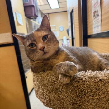 Domestic Short Hair Cats Available for Adoption in Desert Hot Springs, California - Poppi | PetCurious