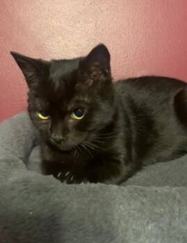 Rescue Domestic Short Hair Cats for Adoption in Little Mountain, South Carolina - Pixie | PetCurious