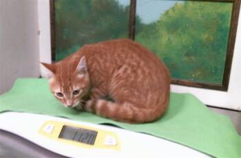 ROSTY -  Domestic Short Hair Cat for Adoption in Houston, Texas - ROSTY | PetCurious