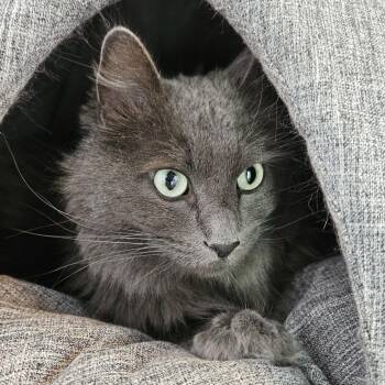Domestic Medium Hair Cats Available for Adoption - Jack | PetCurious