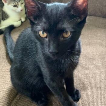 Panther -  Domestic Short Hair Cat for Adoption in Greensburg, Pennsylvania - Panther | PetCurious