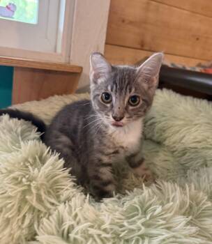 Charlotte -  Tabby Cat for Adoption in Temecula, California - Charlotte | PetCurious