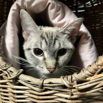 Rescue Siamese Cats for Adoption in South Elgin, Illinois - Laffy Taffy | PetCurious