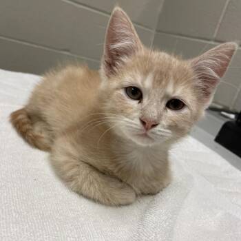 Carson -  Domestic Short Hair Cat for Adoption in South Bend, Indiana - Carson | PetCurious