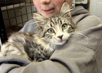 Domestic Long Hair Cats Available for Adoption - Clint | PetCurious