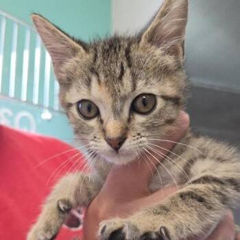 Tinker -  Domestic Short Hair Cat for Adoption in Marshall, Texas - Tinker | PetCurious