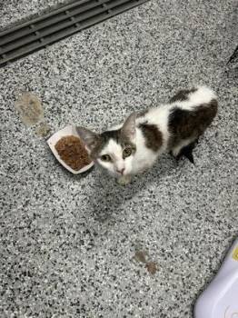 Twinkle -  Domestic Short Hair Cat for Adoption in West Chester, Pennsylvania - Twinkle | PetCurious