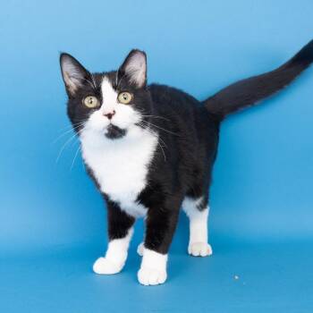 Scorcher -  Domestic Short Hair Cat for Adoption in Franklin, Tennessee - Scorcher | PetCurious