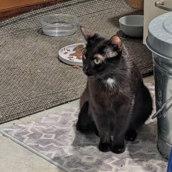 Domestic Short Hair Cats Available for Adoption in Baltimore, Maryland - Jenkes - Working Cat | PetCurious