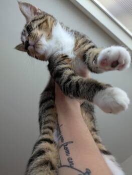 Mickey D -  Domestic Short Hair Cat for Adoption in Walled Lake, Michigan - Mickey D | PetCurious