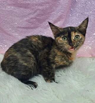 Michelle -  Domestic Short Hair Cat for Adoption in Clarkesville, Georgia - Michelle | PetCurious